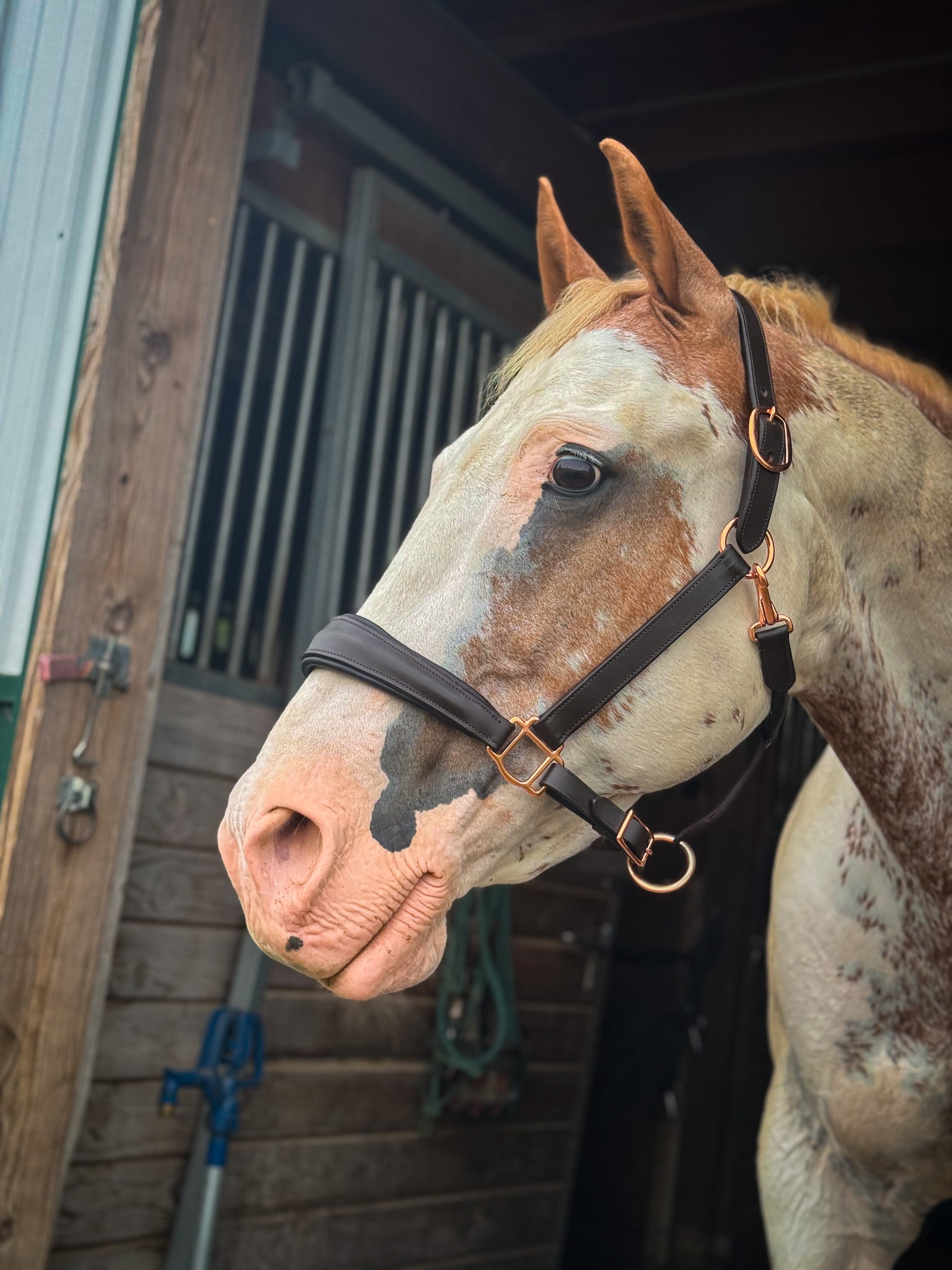 NEW ! Charm Lux 2.0 - Rose Gold, (non)Sparkle, Padded Halter