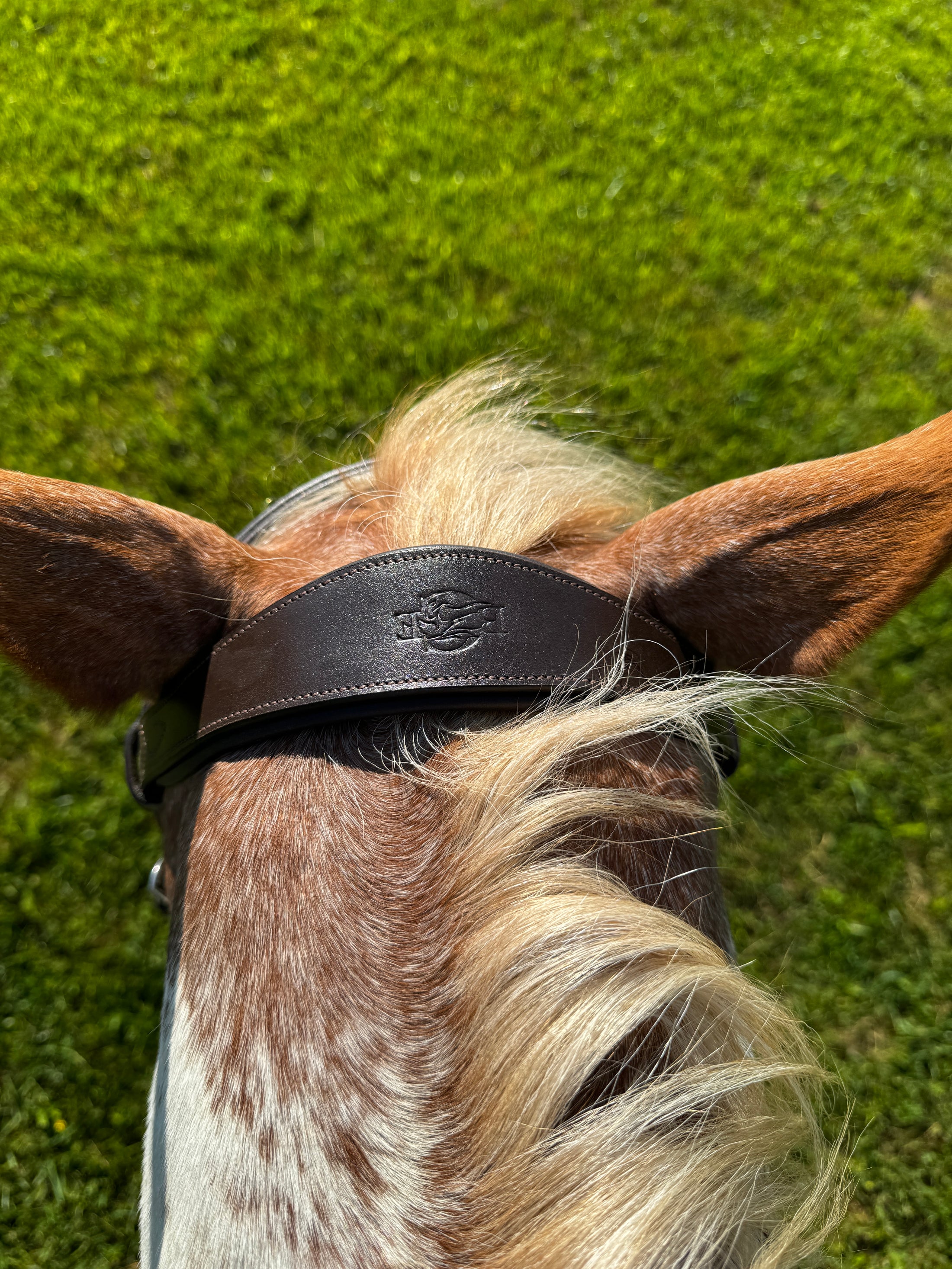 Dream Ride Padded Bridle