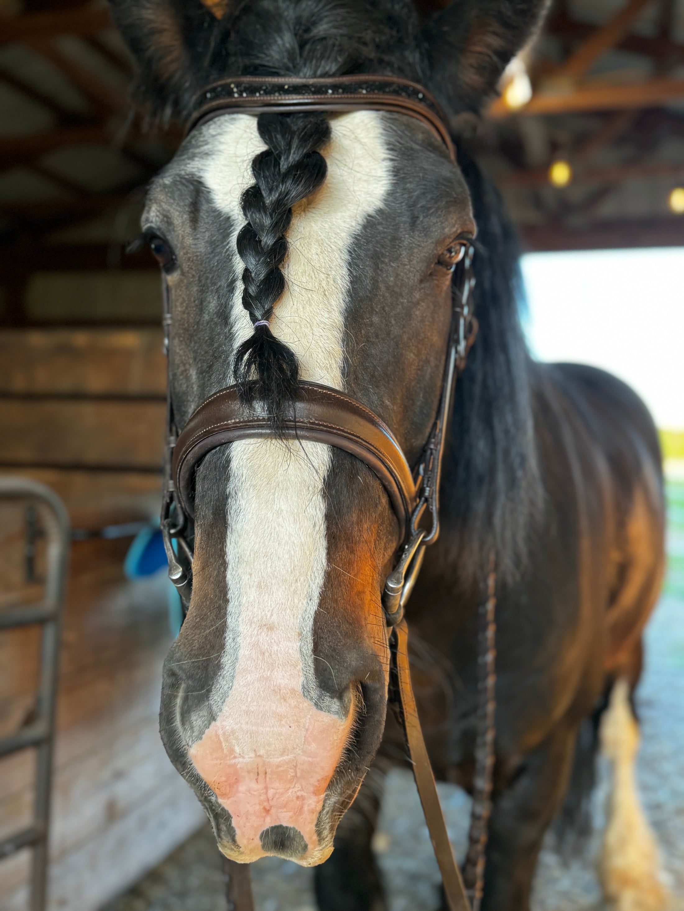 Dream Ride Padded Brow Band