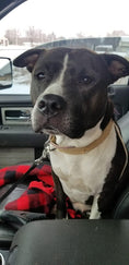 Load image into Gallery viewer, Lux Tactical Collar- Lana's Legacy 1.5"