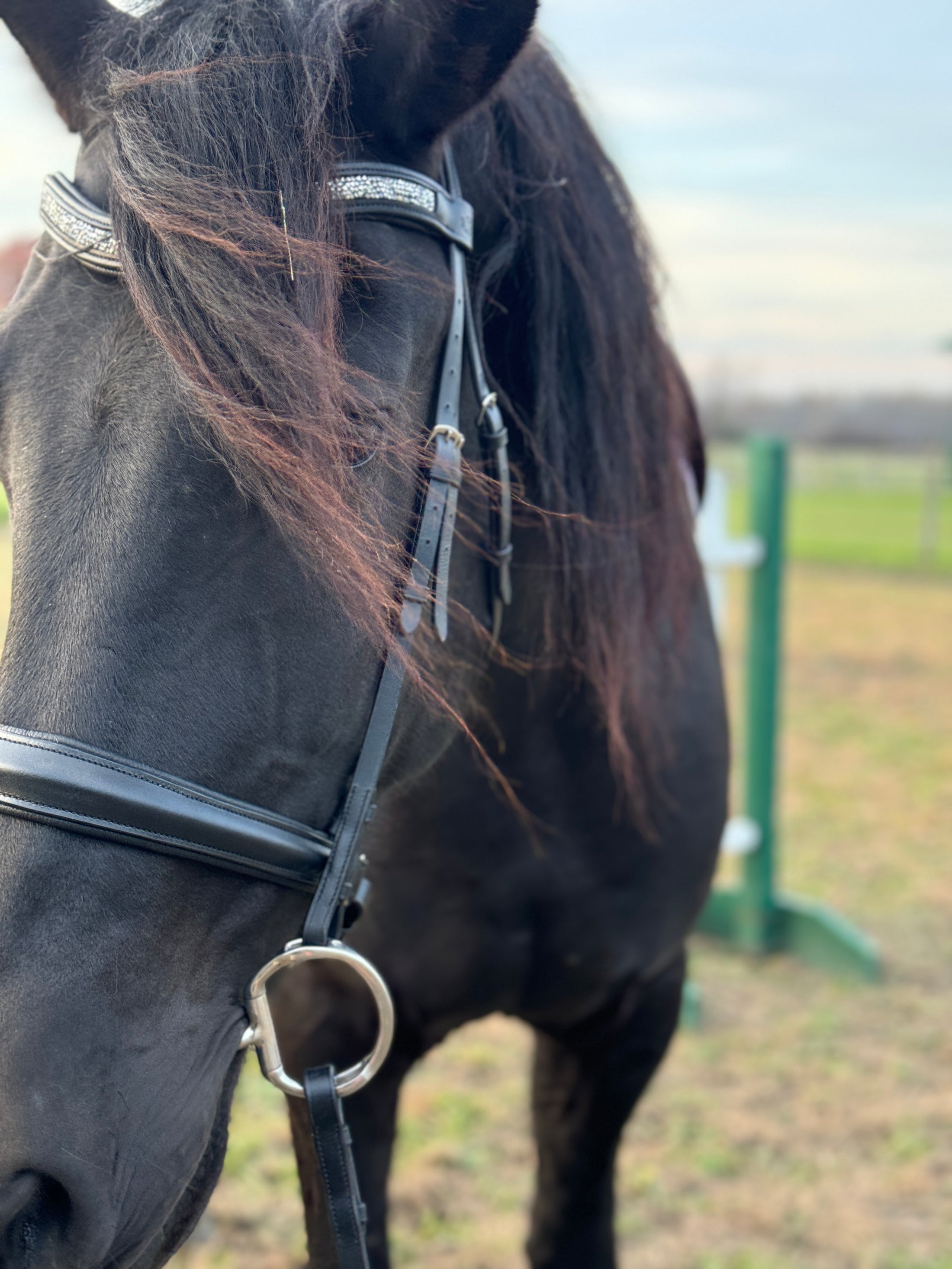 Dream Ride Padded Bridle -Black