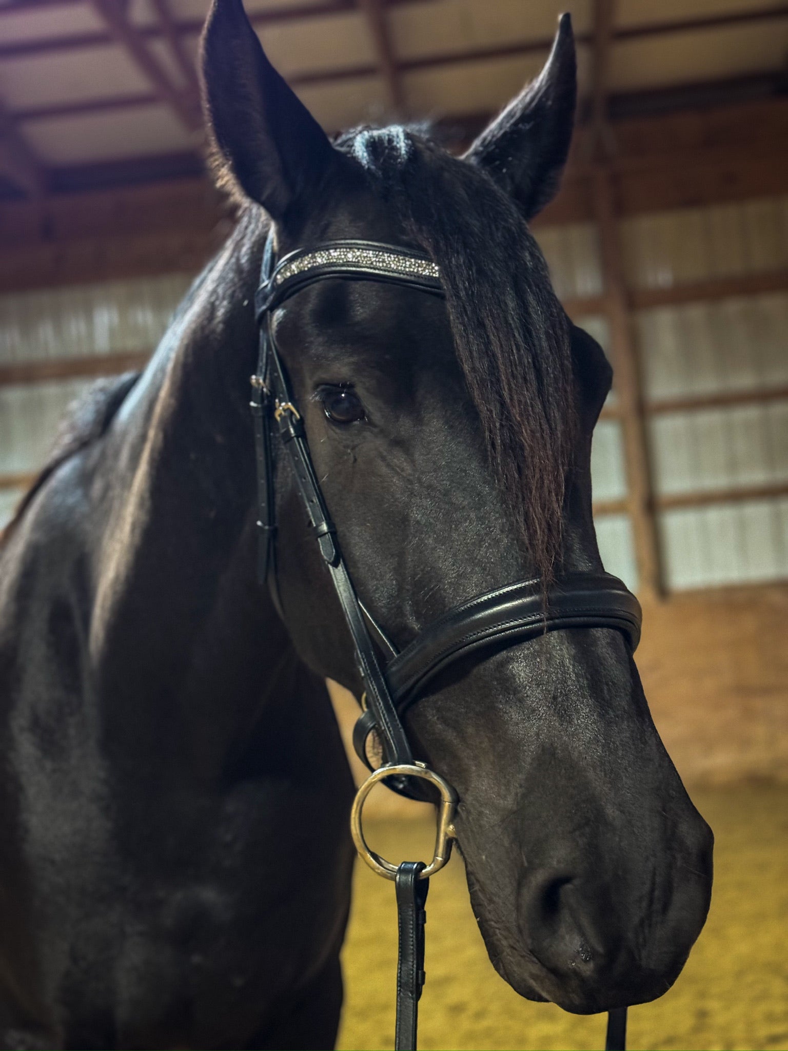 Dream Ride Padded Bridle -Black