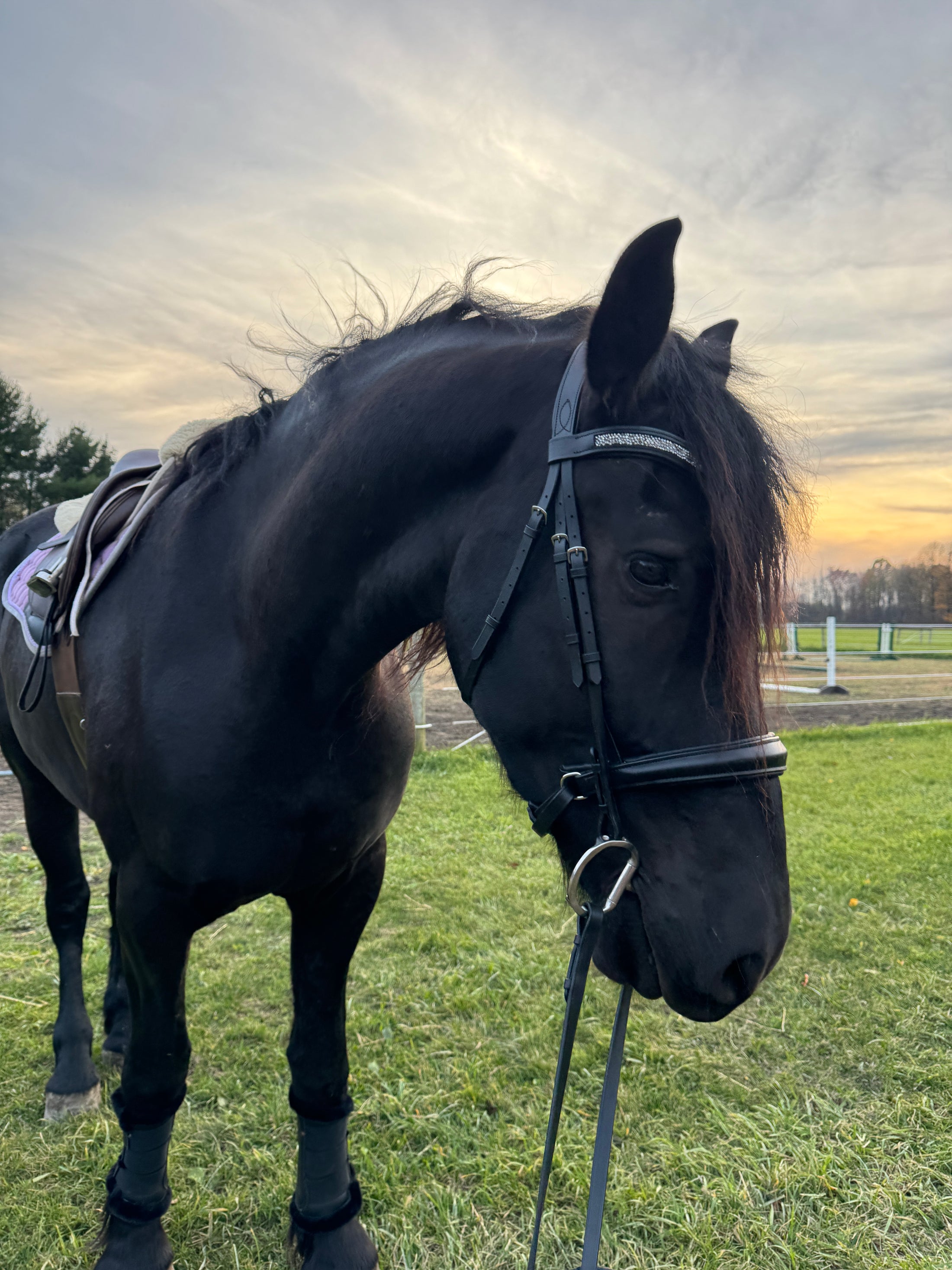 Dream Ride Padded Bridle -Black